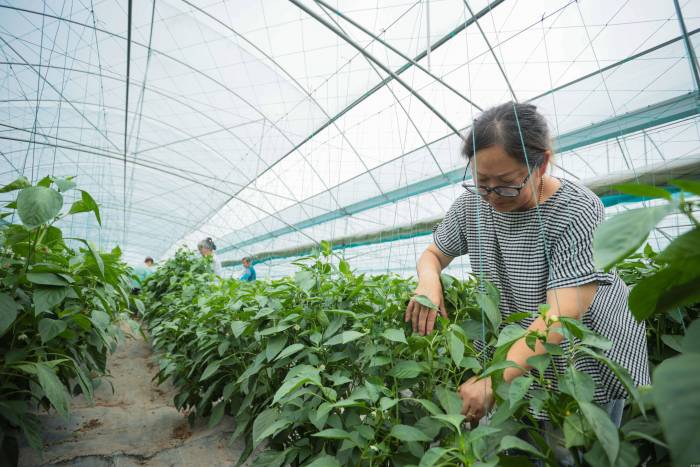 四川遂宁：海椒管护正当时(图3)