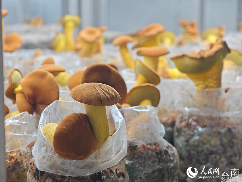 昆明食用菌研究所人工培育的中菌黄见手青1号。人民网记者 符皓摄