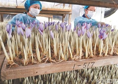 “药洲”友谊之花，香越喜马拉雅(图1)