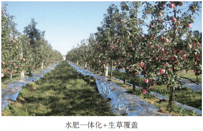 水肥一体化提单产 | 低山丘陵苹果水肥一体化技术模式(图4)
