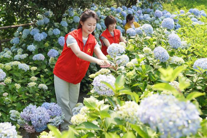 江苏金湖：打造花卉种植基地 促进产业融合发展(图2)