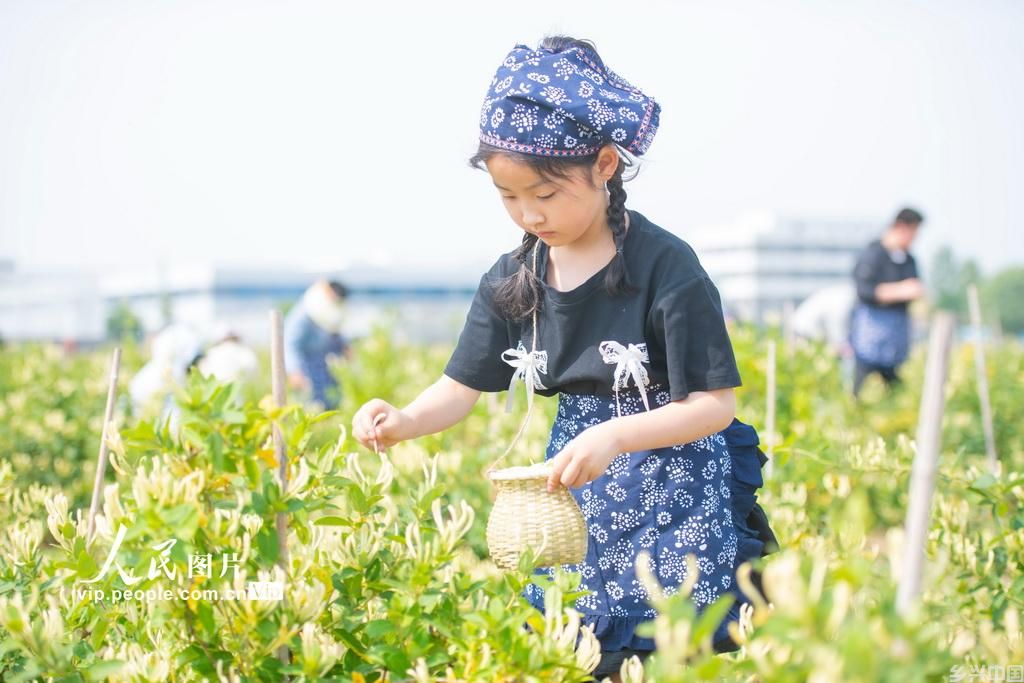 体验采摘金银花(图1)