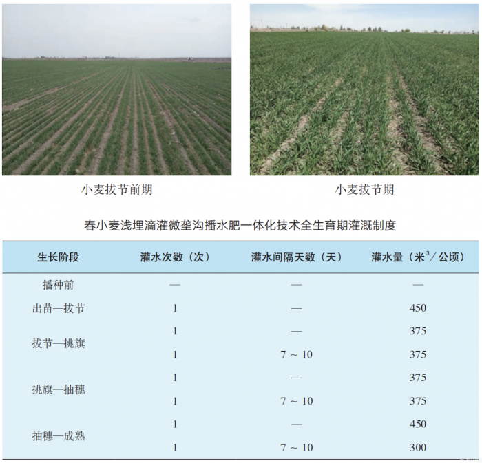 水肥一体化提单产｜甘肃沿黄及河西灌区小麦浅埋滴灌微垄沟播水肥一体化技术模式(图4)