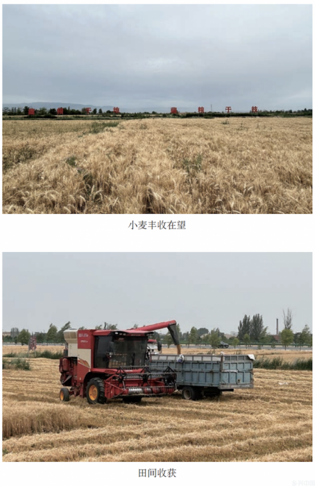 水肥一体化提单产｜甘肃沿黄及河西灌区小麦浅埋滴灌微垄沟播水肥一体化技术模式(图7)