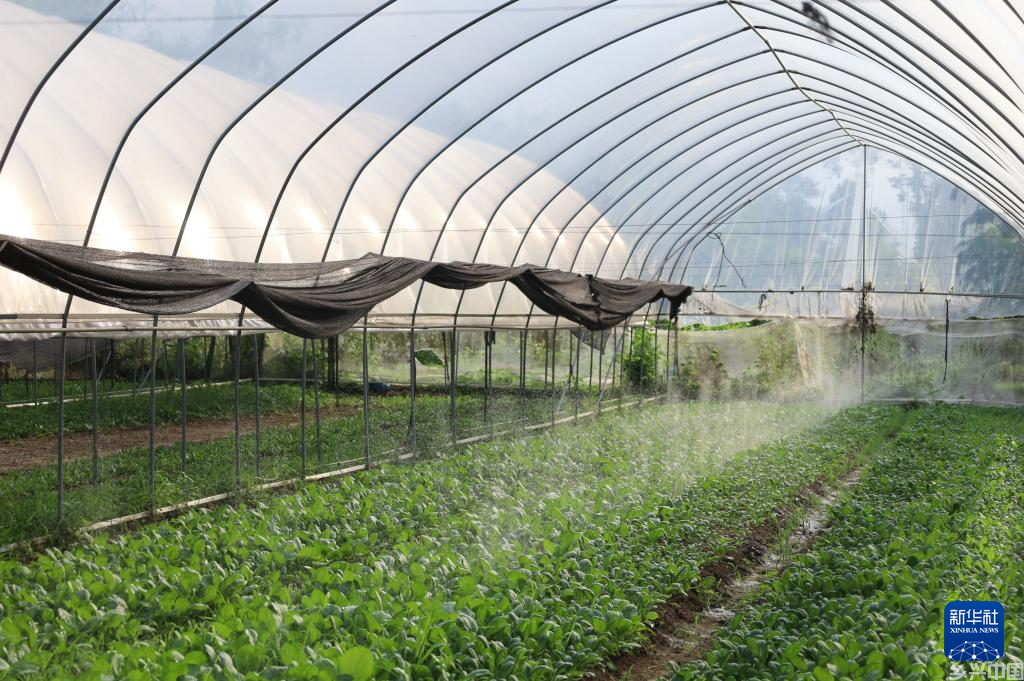 中国大棚种植技术让老挝金花村焕发新生(图1)