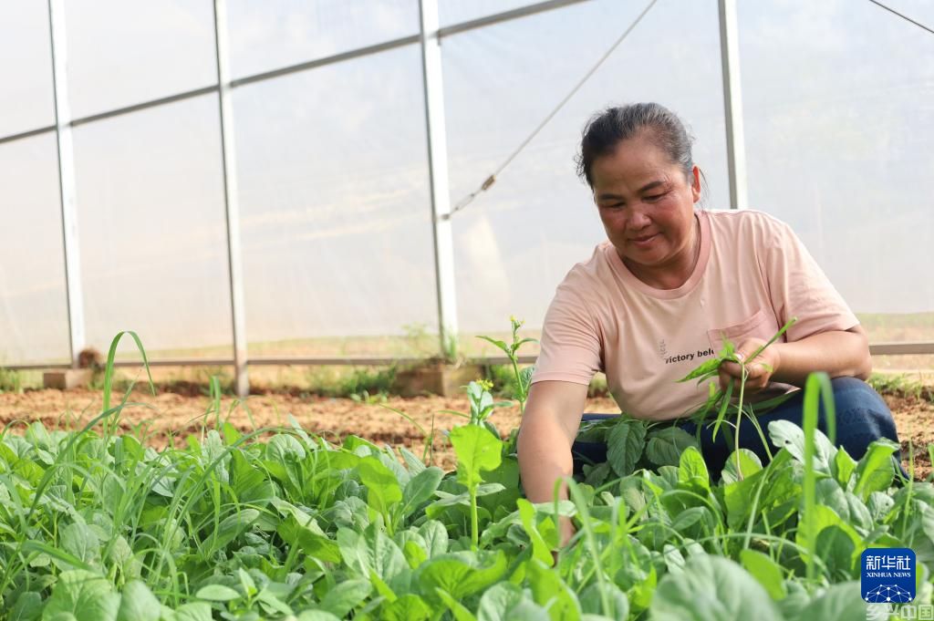 中国大棚种植技术让老挝金花村焕发新生(图2)