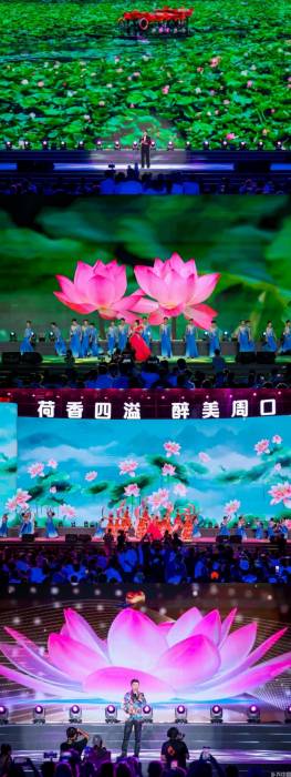打造“荷美经济”产业链，来周口解锁夏日“荷颜悦色”！(图7)