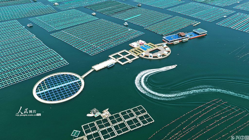 山东荣成:海洋牧场“唱响”海上渔歌