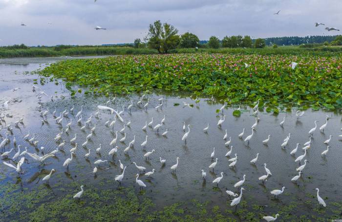 夏日湿地景如画(图1)
