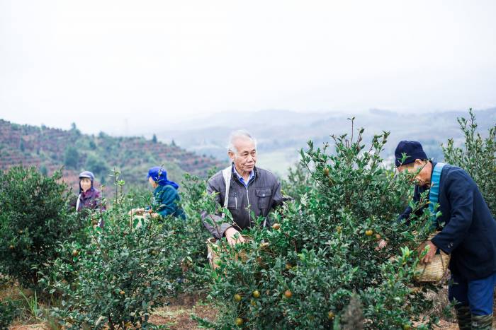 点“粕”成金：看油茶枯如何蜕变成日化用品？(图1)