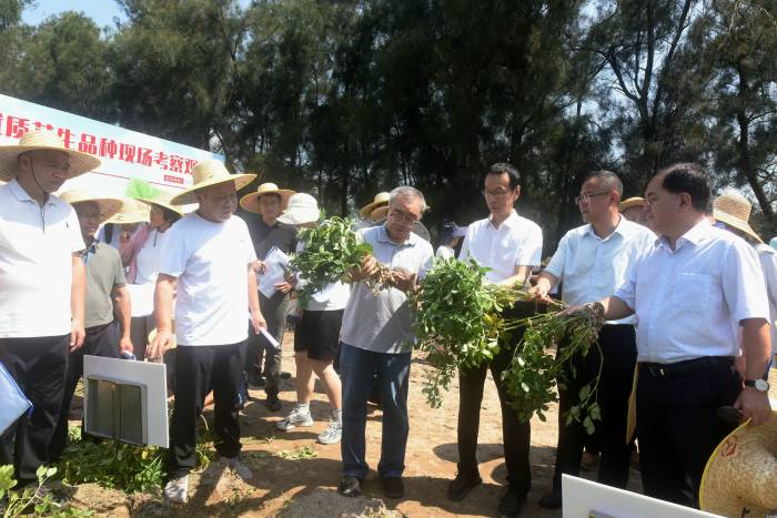 5个优异品种出炉！福建花生育种取得突破(图1)