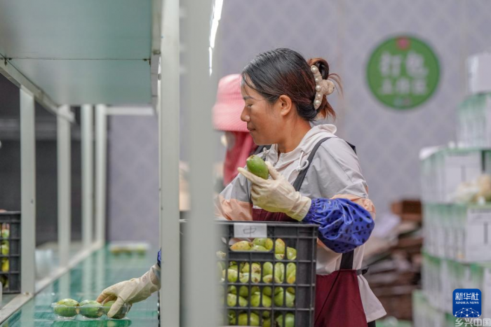 他们回到荒山 在石缝里种下“春天”(图11)