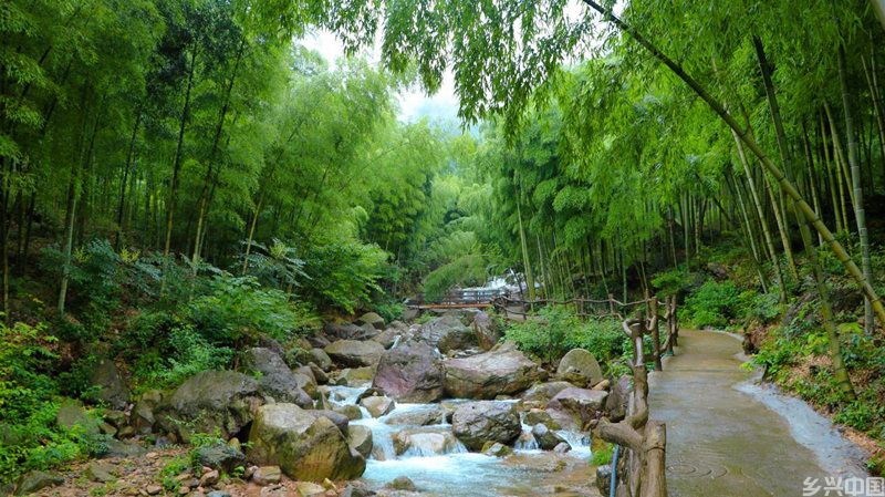 安吉毛竹林。安吉县委宣传部供图