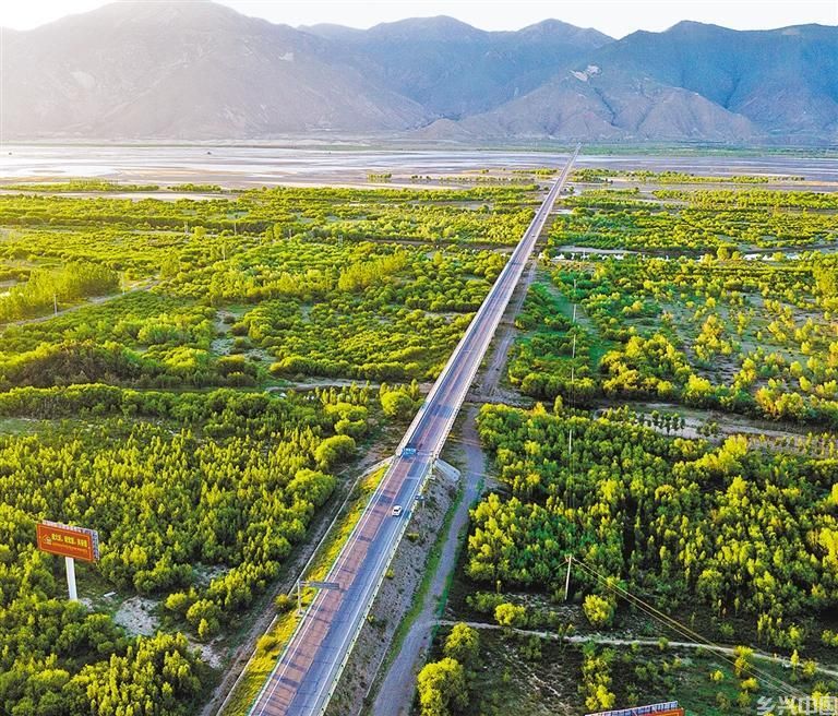 格桑花开(图2)