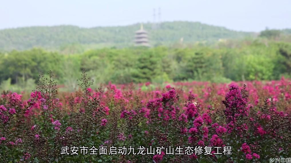 从治理到共赢：生态修复绘就绿色发展画卷(图7)