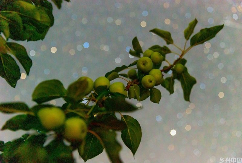 “北大仓”黑龙江：累累硕果“约会”点点繁星(图7)