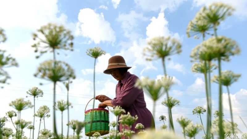 “来自乡村的礼物”8月回眸：农品消费正当时(图9)