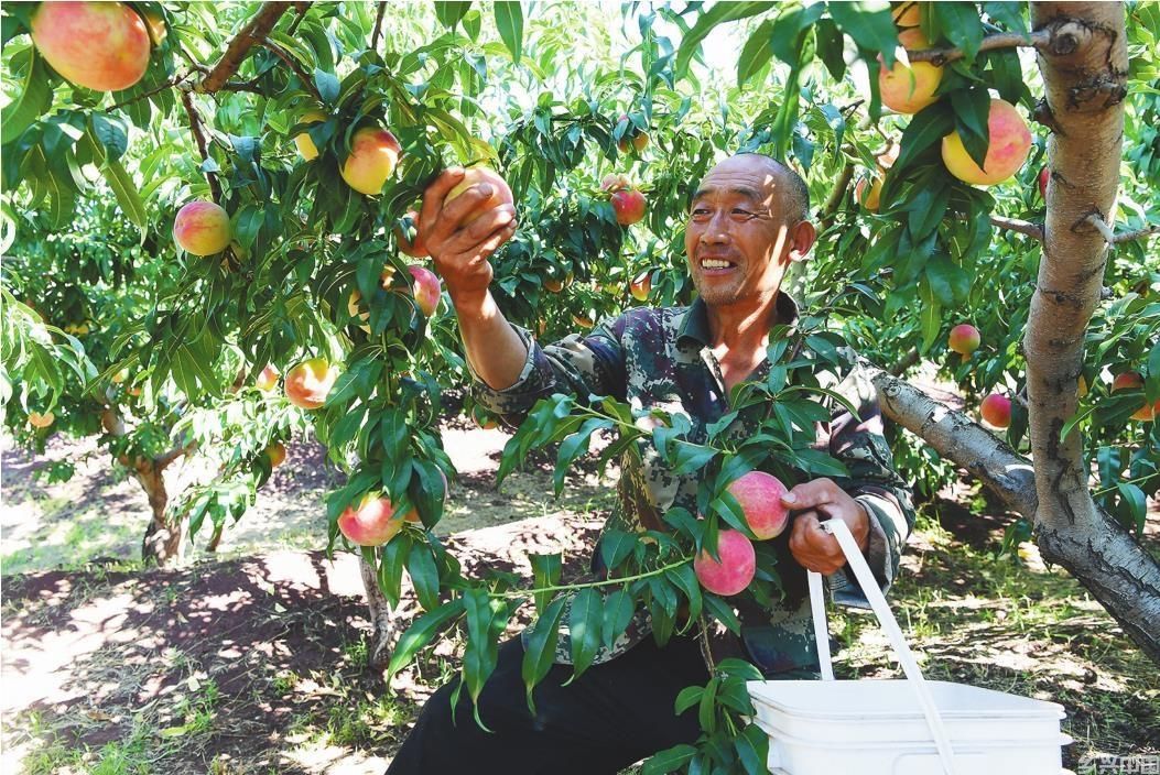 唐杖子村桃子甜蜜上市(图1)