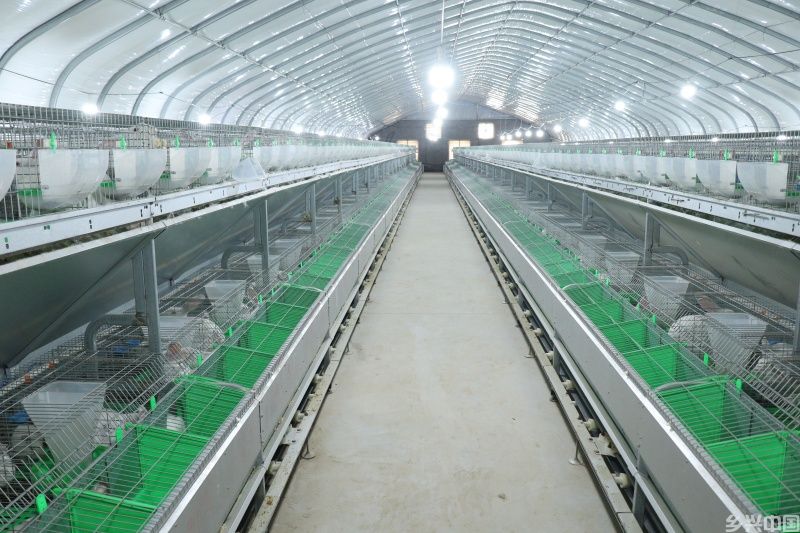 新风系统为兔子营造出舒适的生长环境。定陶区委宣传部供图