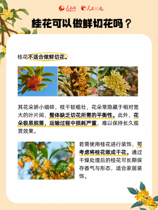 秋风起桂花香，一起邂逅“桂花味”的秋天(图6)