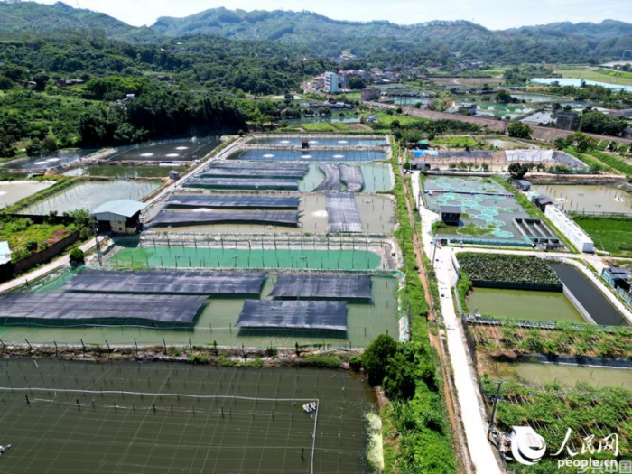 汐浦村淡水养殖基地一角。人民网 苏海森摄