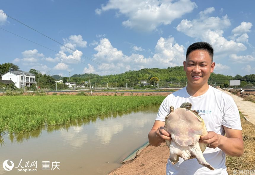 在“稻鳖共生”综合种养示范基地,袁仁刚展示养殖的甲鱼。人民网记者 胡虹摄