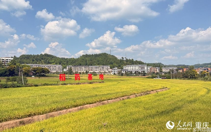 铁山镇稻药基地。人民网记者 胡虹摄