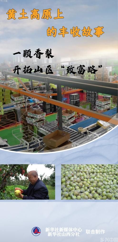 一颗香梨，开拓山区“致富路”(图1)