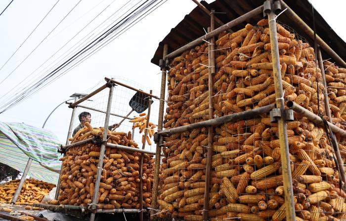 龙口夺食 雨中秋收争分夺秒(图2)