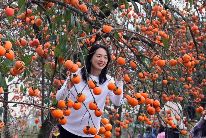 柿子红 引客来(图3)