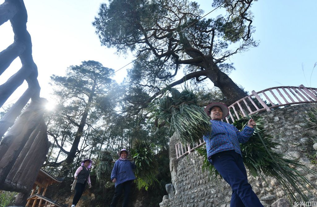 在广西柳州市融水苗族自治县安太乡元宝村，劳作归来的村民从树下经过（2025年3月20日摄）。