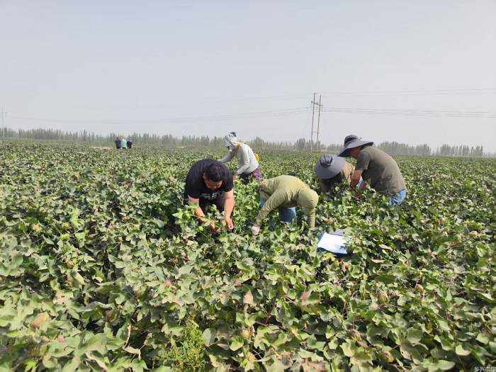 抗盐碱微生物菌剂在新疆棉田示范应用效果显著(图1)