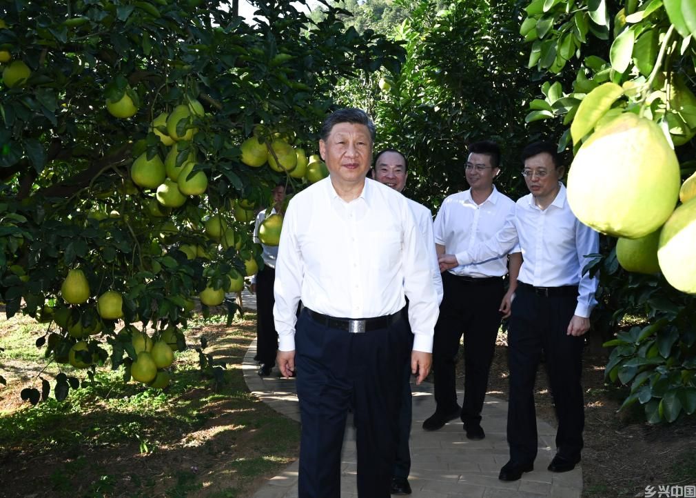 黄澄澄的柚子，沉甸甸的牵挂(图3)