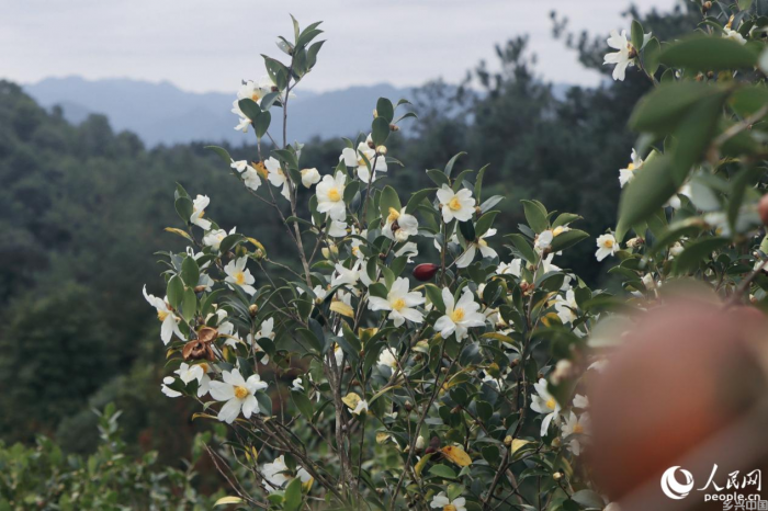 洁白的花朵缀满枝头。人民网 林铭贤摄