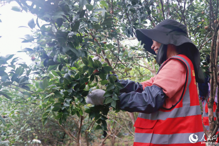 油茶树被控制在2米左右的植株高度，以便采摘。人民网 林铭贤摄