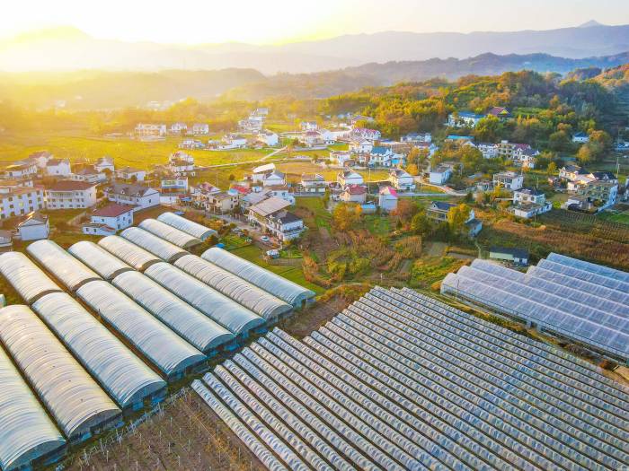 安徽岳西：产业兴村织锦图(图1)