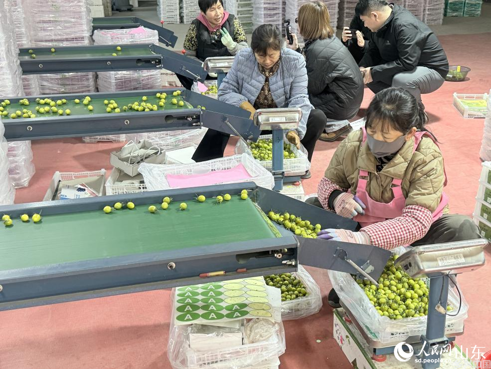 古城街道前疃村村民正在分拣番茄。 人民网 李子悦摄