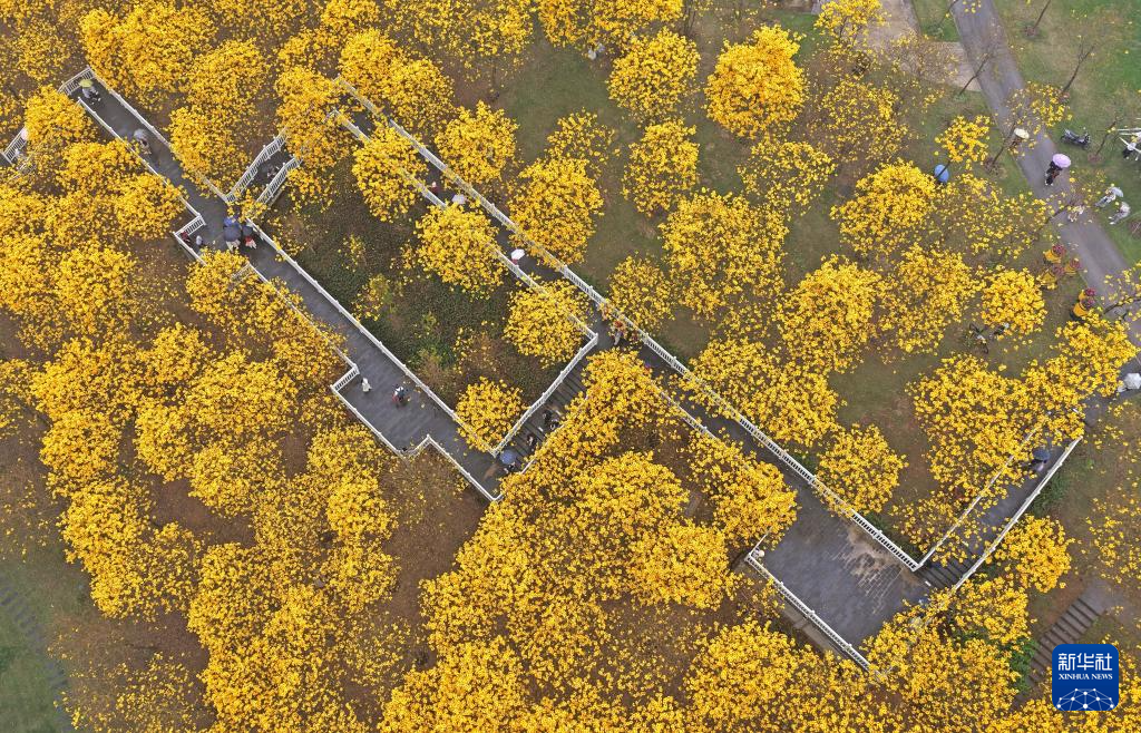 广西南宁：黄花风铃木盛放(图4)