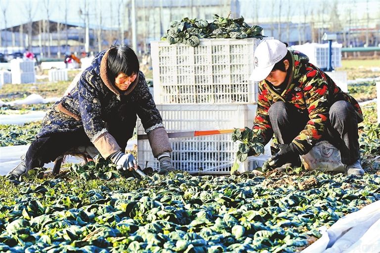 趴地菠菜“支棱”背后的品质逻辑(图2)