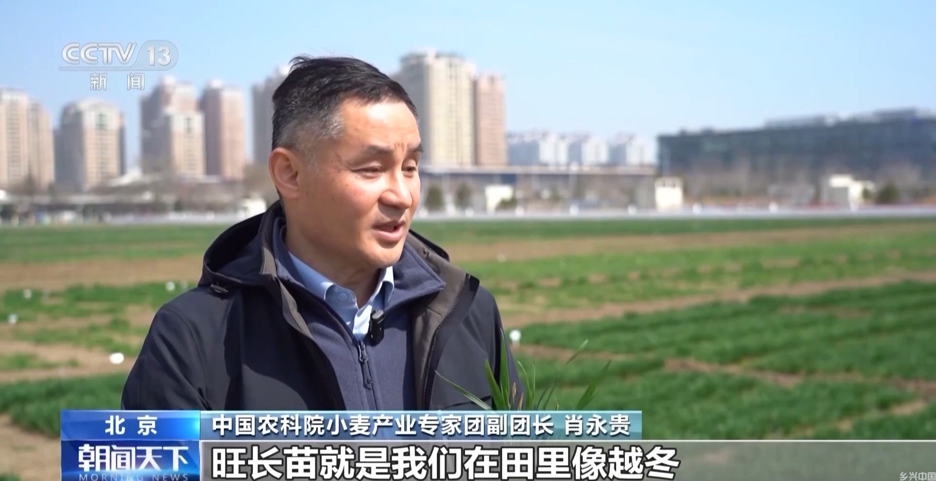 你知道吗 小麦长得太猛要“减肥控旺”(图1)