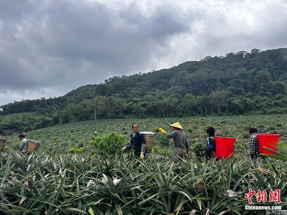 这块神奇的土地，咋还种出了“菠萝的海”？(图4)