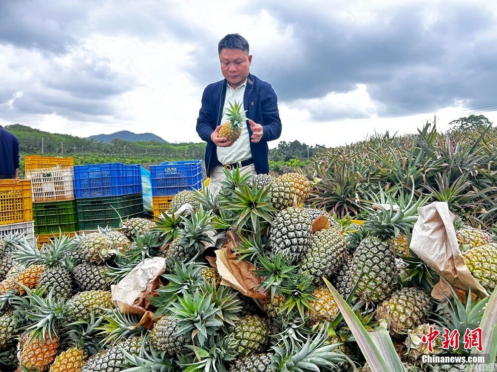 这块神奇的土地，咋还种出了“菠萝的海”？(图5)