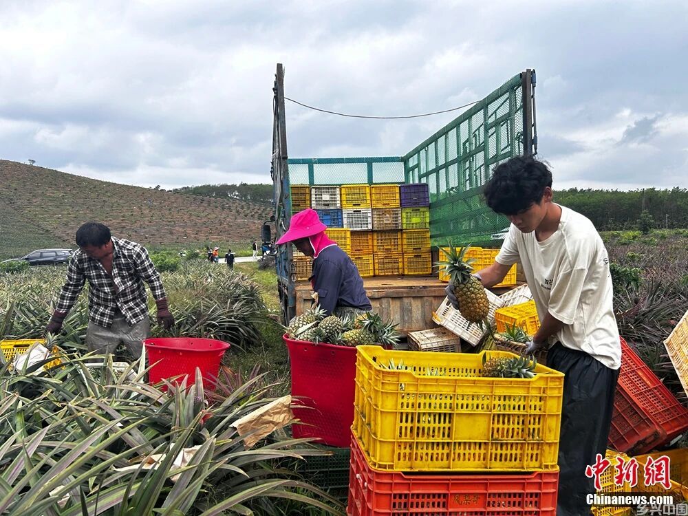 这块神奇的土地，咋还种出了“菠萝的海”？(图8)