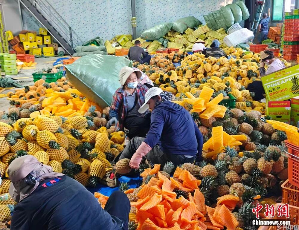 这块神奇的土地，咋还种出了“菠萝的海”？(图7)