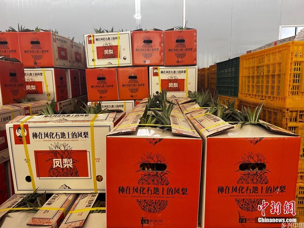 这块神奇的土地，咋还种出了“菠萝的海”？(图9)