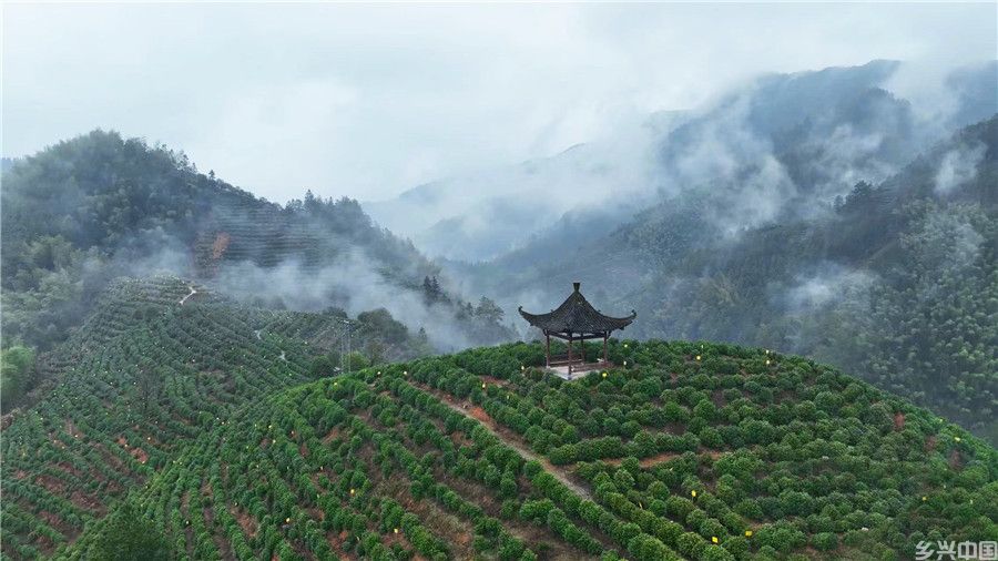 云雾中的茶山风景。富溪乡供图
