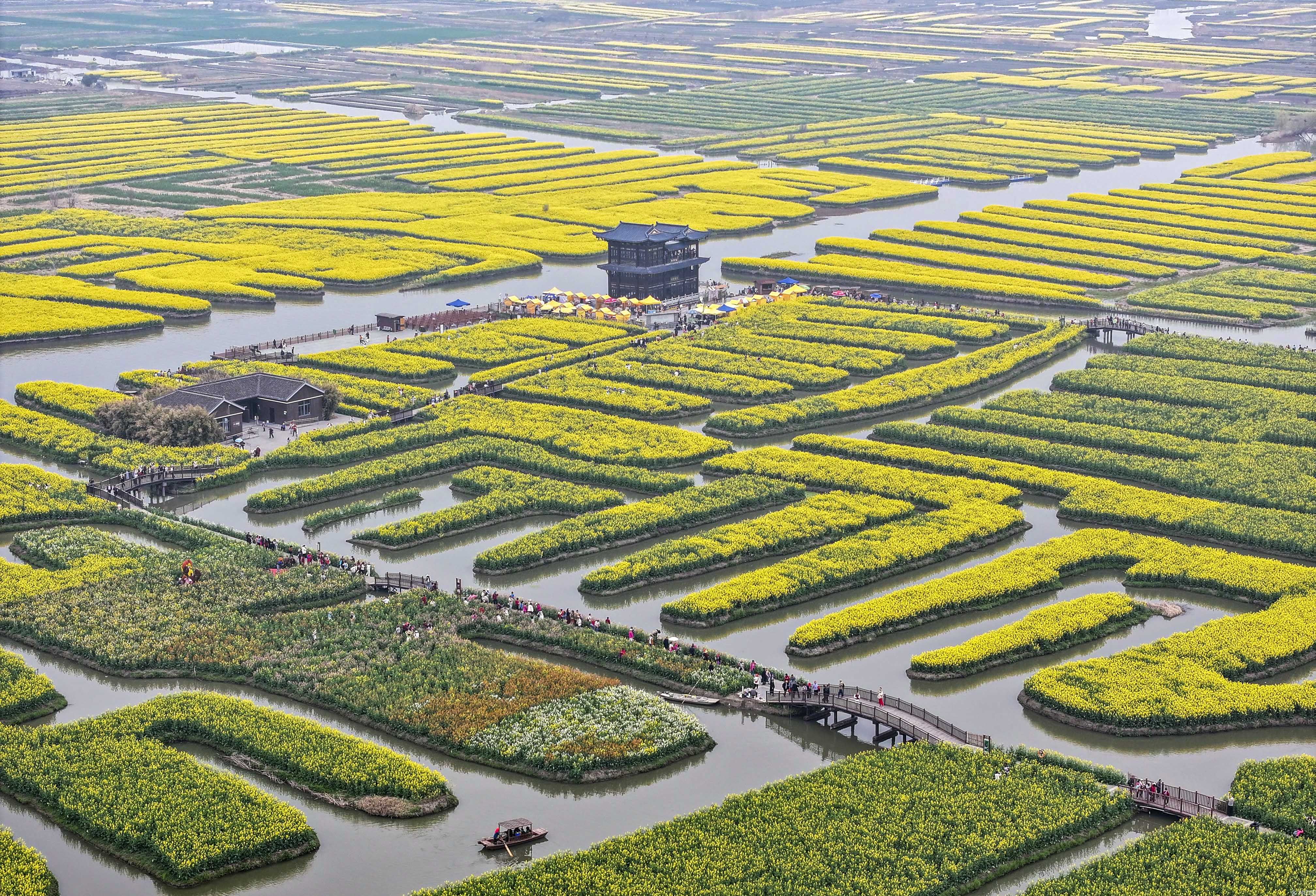 江苏兴化:千垛黄花迎客至 生态文旅绘春图(图2)