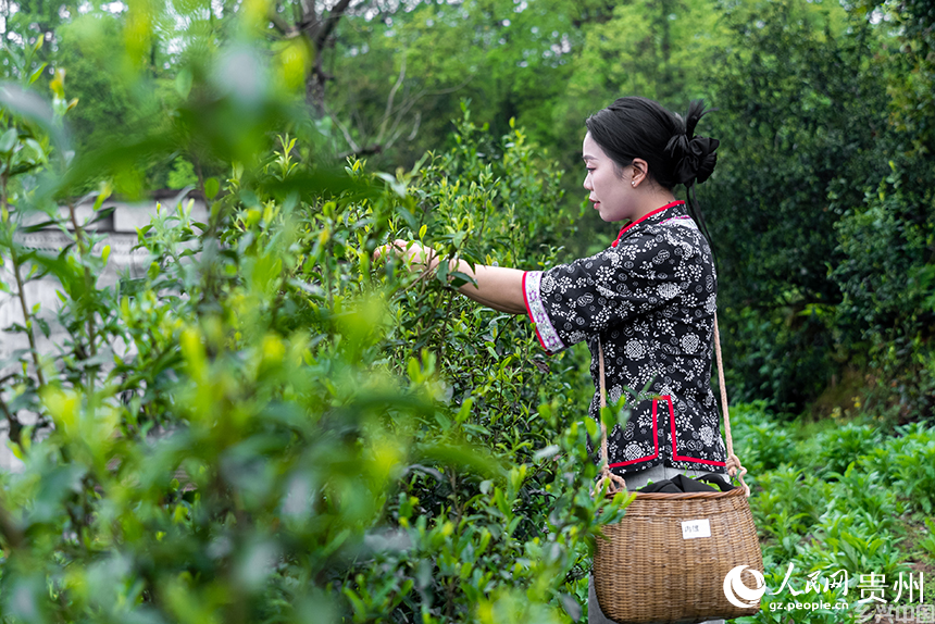贵州省铜仁市沿河土家族自治县塘坝镇榨子村,采茶姑娘正在采摘春茶。人民网记者 涂敏摄