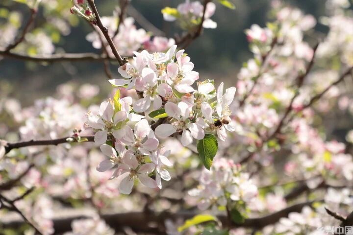 种下一棵苹果树(图1)