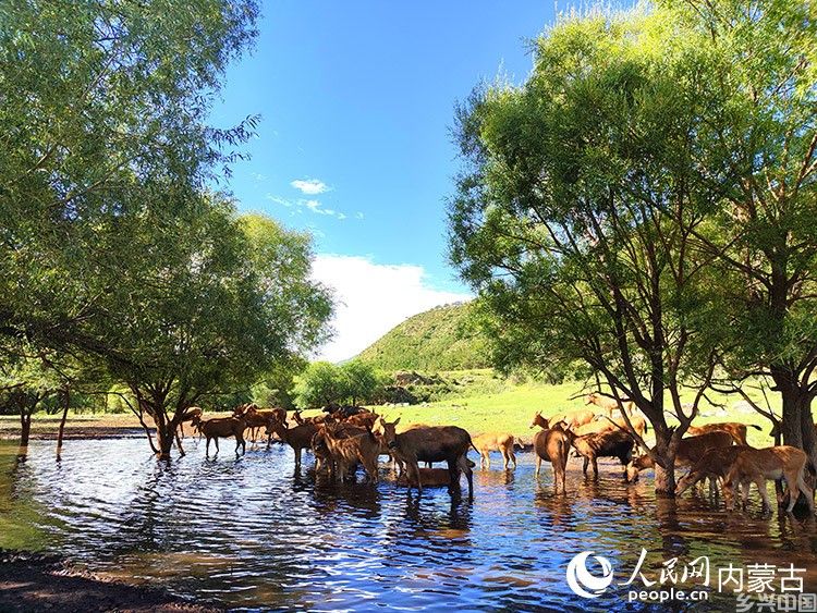 麋鹿在夏日的大青山山涧饮水、嬉戏。受访者供图